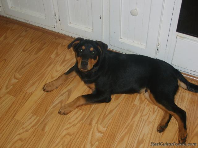 rottweiler and chihuahua mix rottweiler chihuahua mix picture image by tag breeds picture rottweiler and chihuahua mix rottweiler chihuahua mix picture image by tag breeds picture